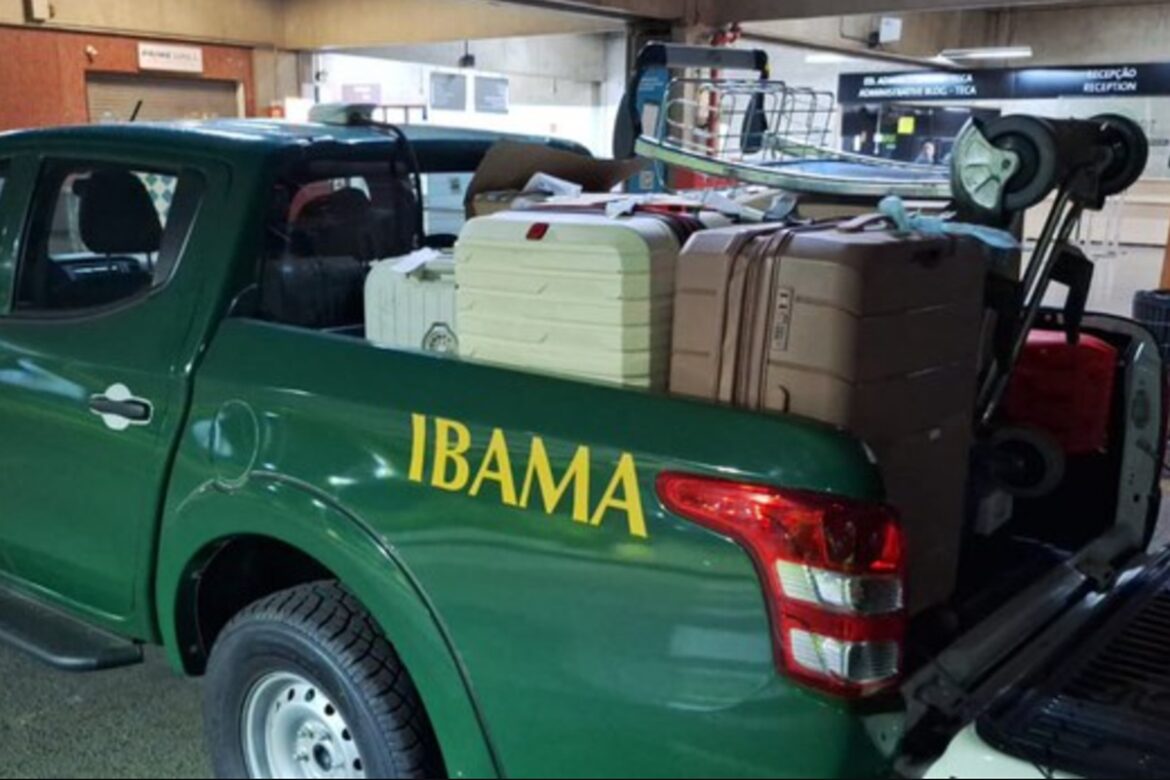 operacao-apreende-62-kg-de-barbatanas-de-tubarao-em-malas-no-aeroporto