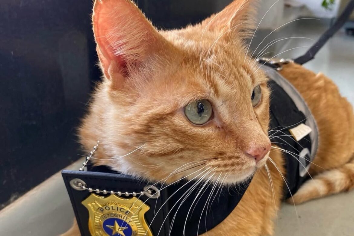 gato-chama-atencao-ao-ser-adotado-por-delegacia-no-interior-de-sp