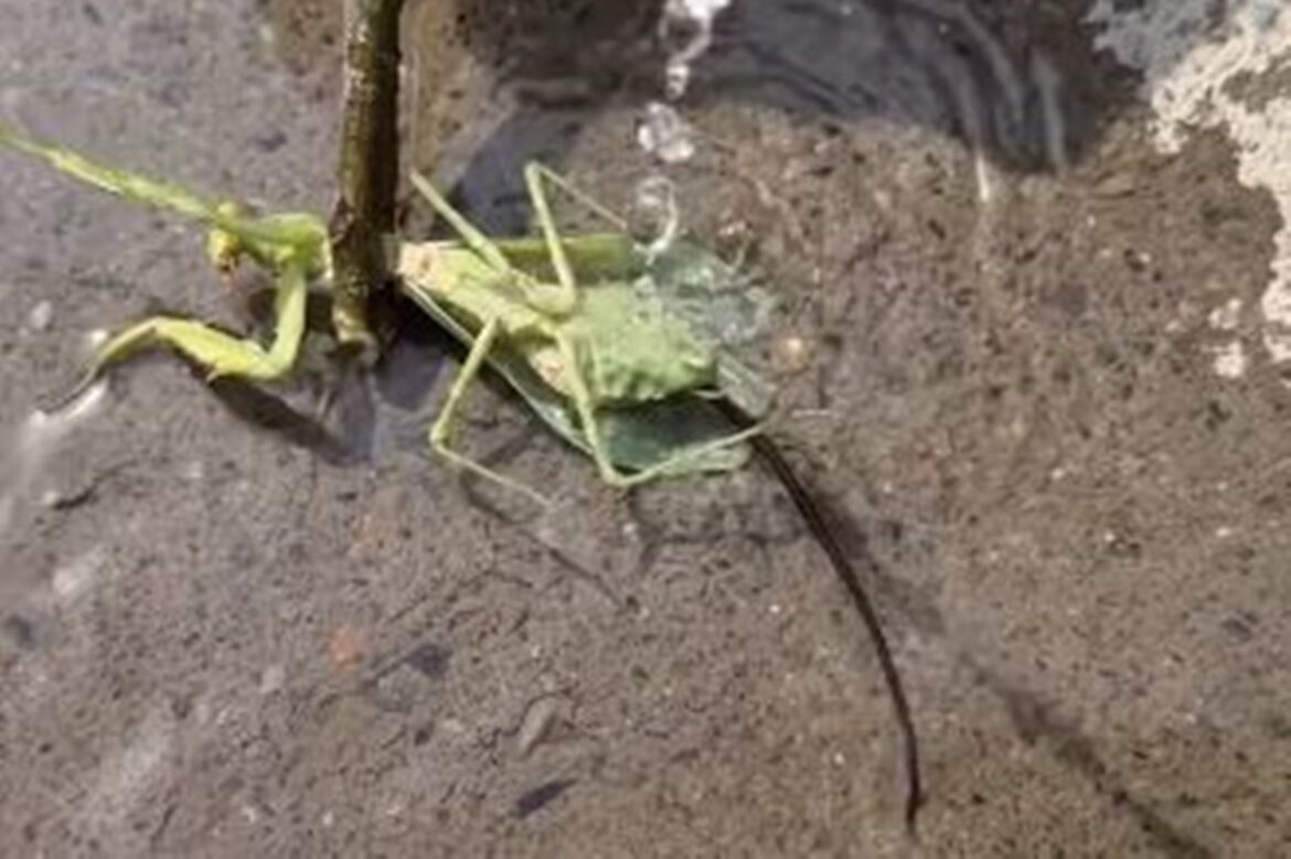 imagens-mostram-verme-“manipulador”-saindo-do-corpo-de-louva-deus