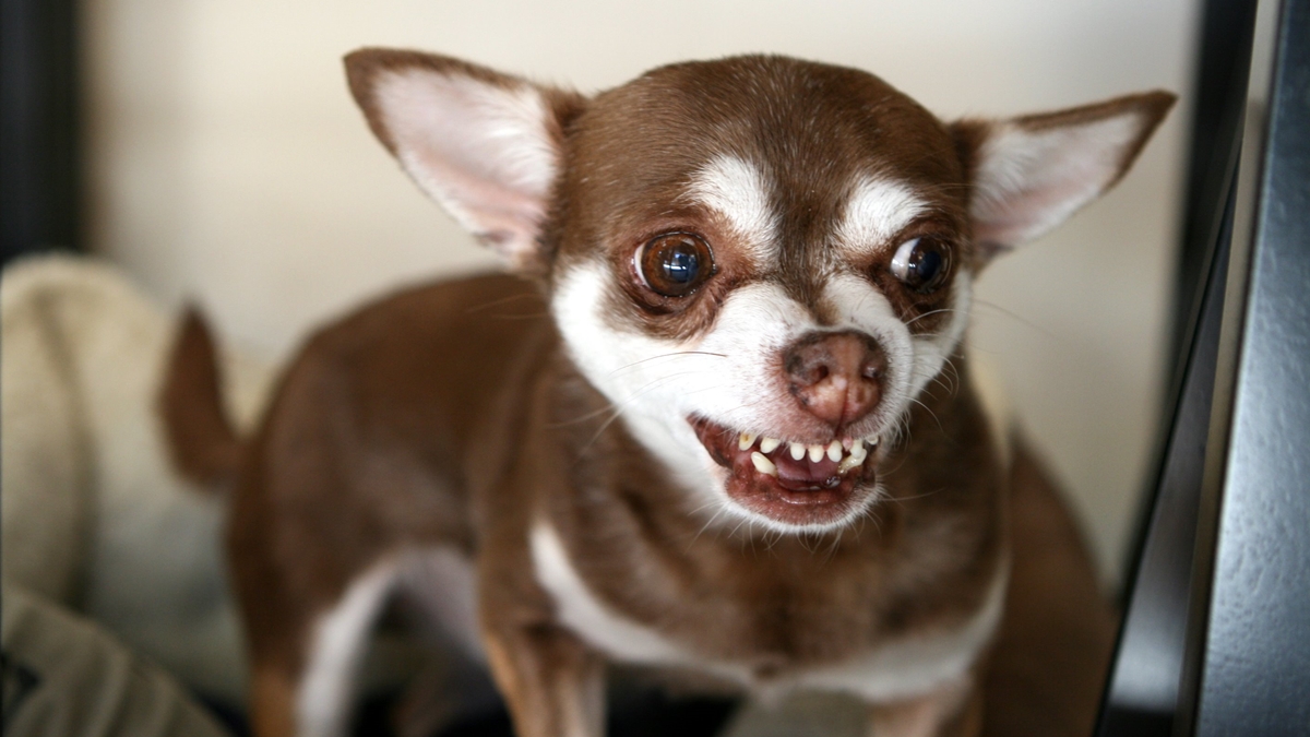 saiba-por-que-os-cachorros-cheiram-as-partes-intimas-das-pessoas