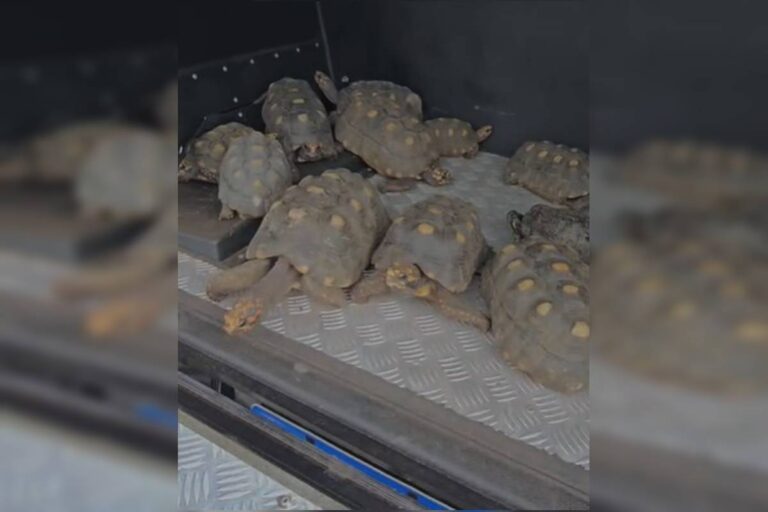 operacao-desmantela-esquema-de-trafico-de-jabutis-em-mansao-no-df