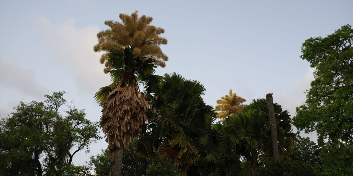 palmeiras-raras-florescem-no-parque-do-flamengo-apos-60-anos