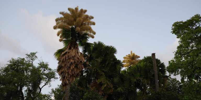 palmeiras-raras-florescem-no-parque-do-flamengo-apos-60-anos
