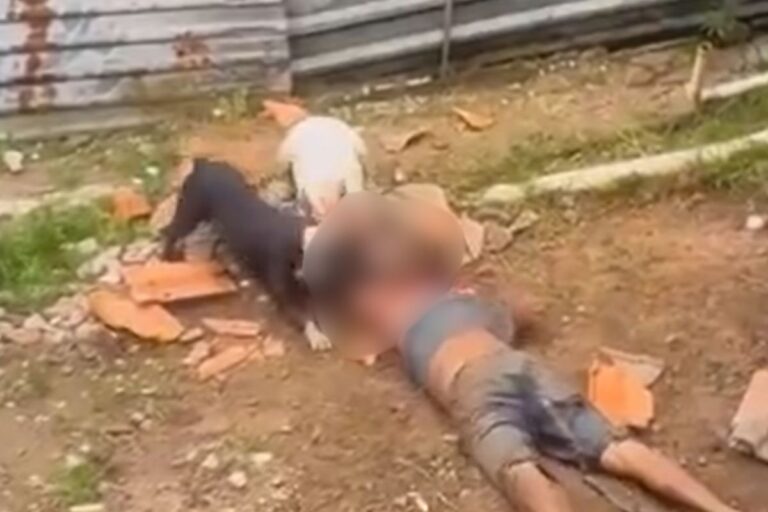 imagens-fortes:-caes-pitbull-atacam-e-matam-homem-em-lote-residencial