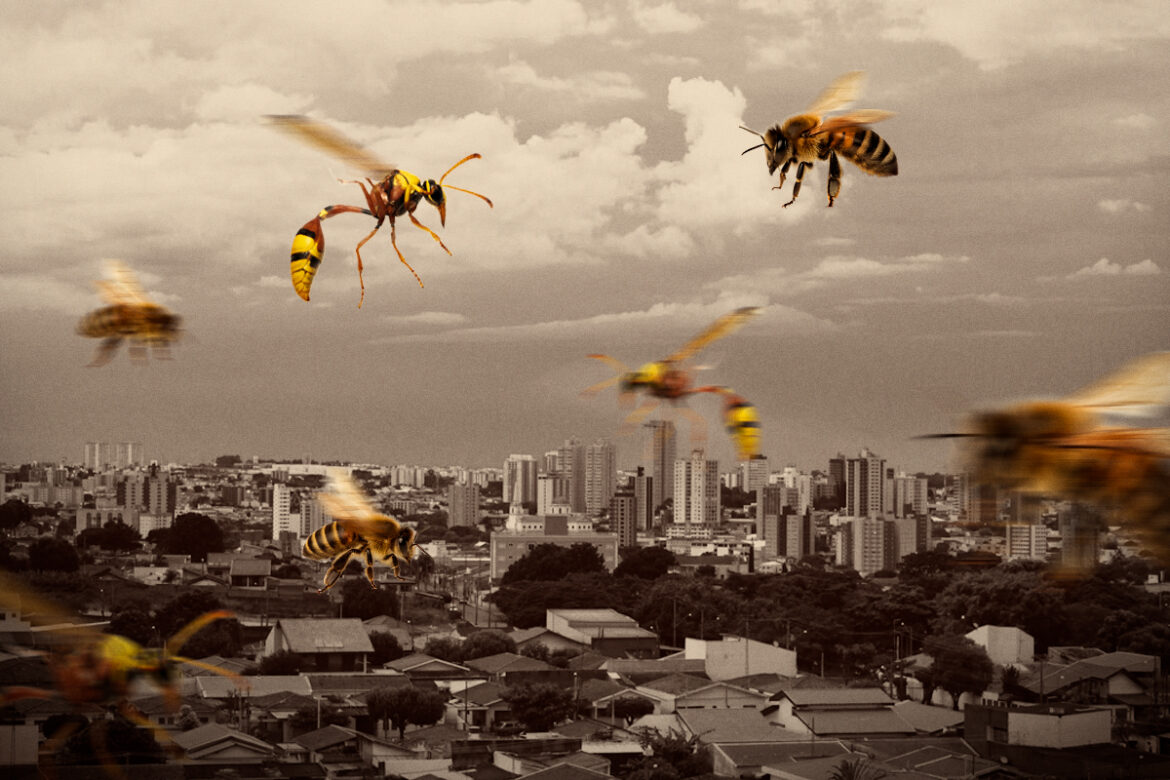 ataques-de-abelhas-disparam-no-df;-na-asa-sul,-3-pessoas-ficam-feridas