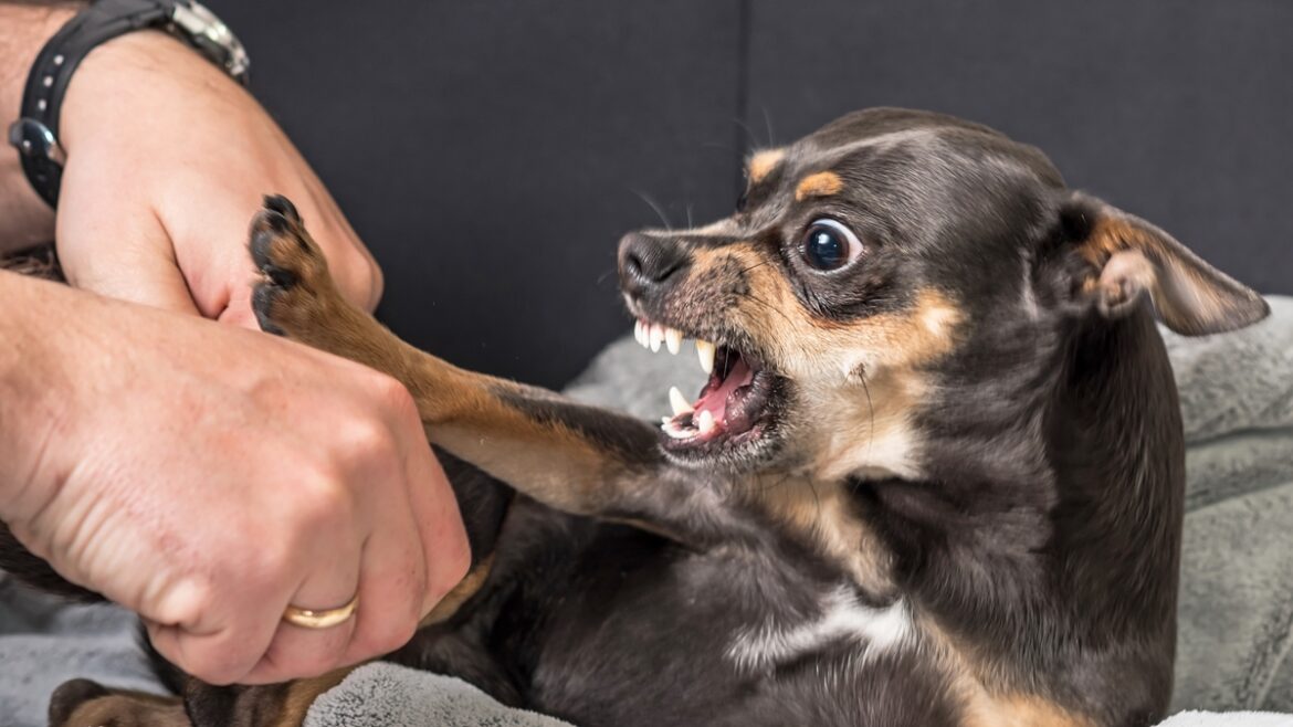 baixinho-e-bravo:-saiba-por-que-cachorros-pequenos-vivem-sob-estresse