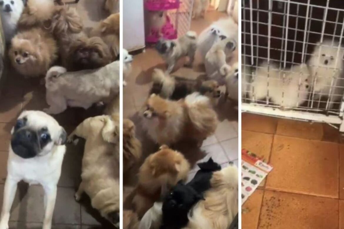 policia-resgata-mais-de-70-caes-dentro-de-residencia-de-3-comodos