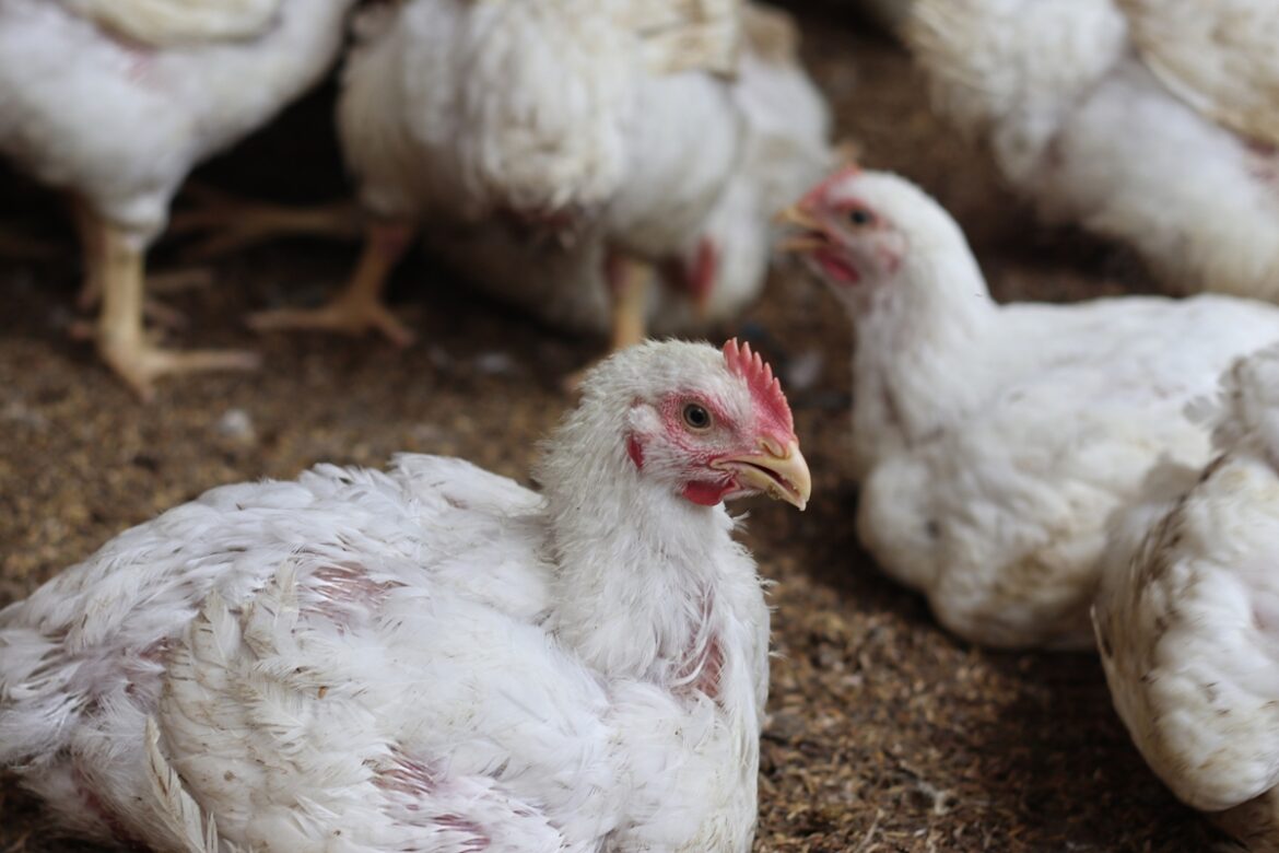 pandemias:-gripe-aviaria-ser-mais-grave-que-a-covid,-diz-especialista