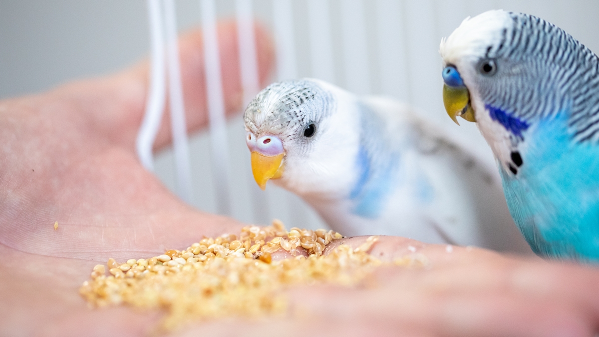 passaros-tambem-podem-ter-obesidade;-veterinaria-explica-os-riscos