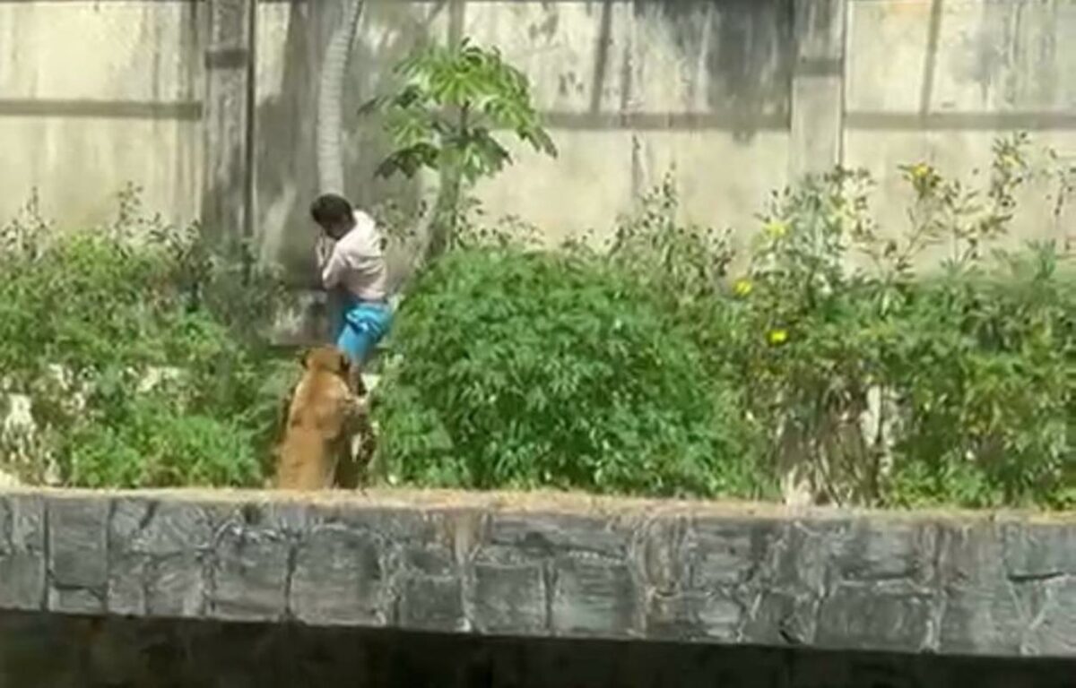 homem-e-morto-por-leoa-apos-invadir-recinto-dos-felinos-em-zoo-na-pb