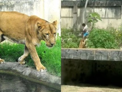 leoa-que-atacou-homem-apos-invasao-de-jaula-nao-sera-sacrificada,-diz-parque