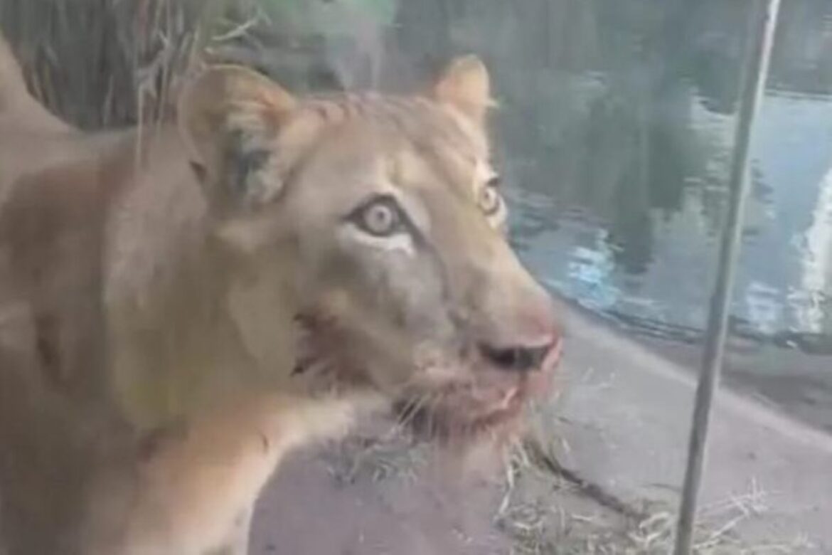 apos-estresse,-leoa-que-matou-homem-em-zoo-“esta-bem”,-diz-veterinario