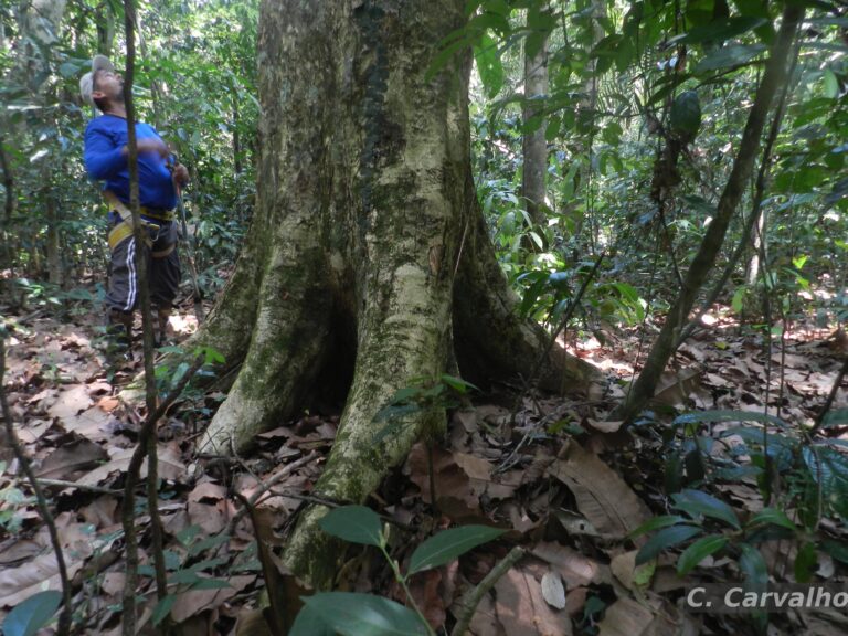 Acre ganha destaque na produção de madeira nativa e conquista espaço no mercado amazônico