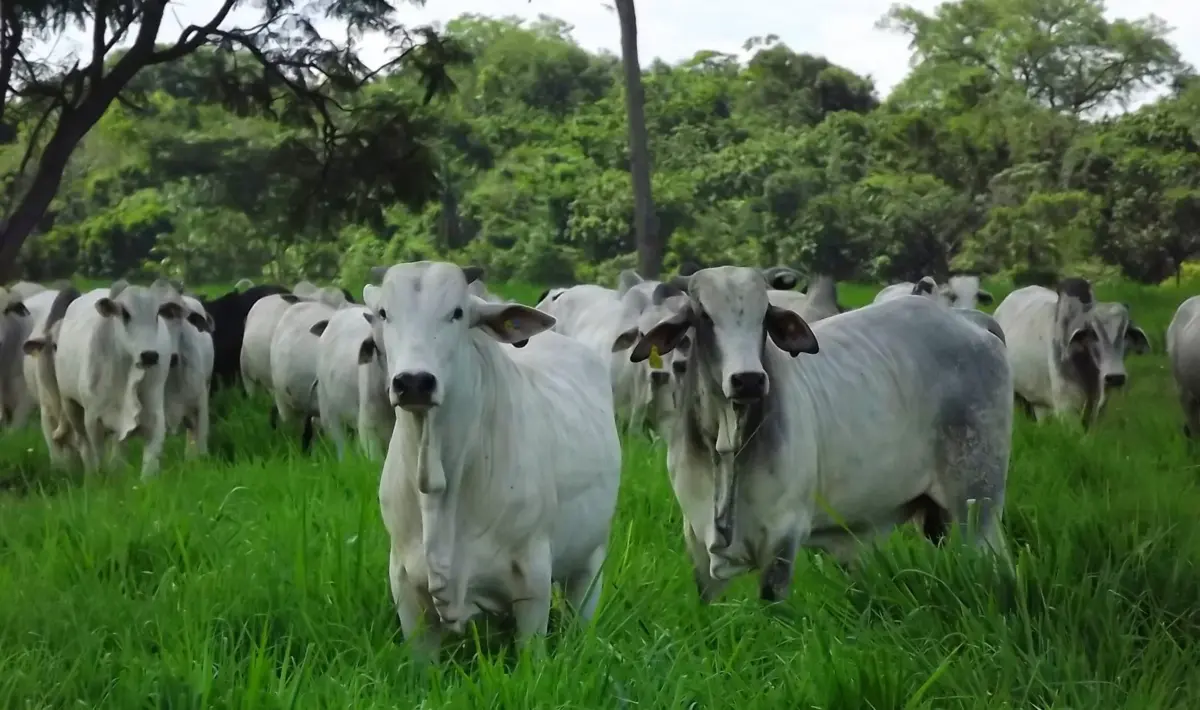 Puxado pelo agronegócio, Acre integra grupo de estados que cresceram acima da média nacional Puxado pelo agronegócio, Acre integra grupo de estados que cresceram acima da média nacional