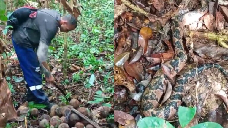 Trabalhadores da castanha se deparam com cobra pico-de-jaca e vivem momentos de terror no Acre