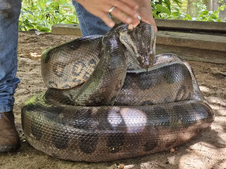 Período de chuvas traz sucuris para dentro da cidade: animal de 4 metros é resgatado