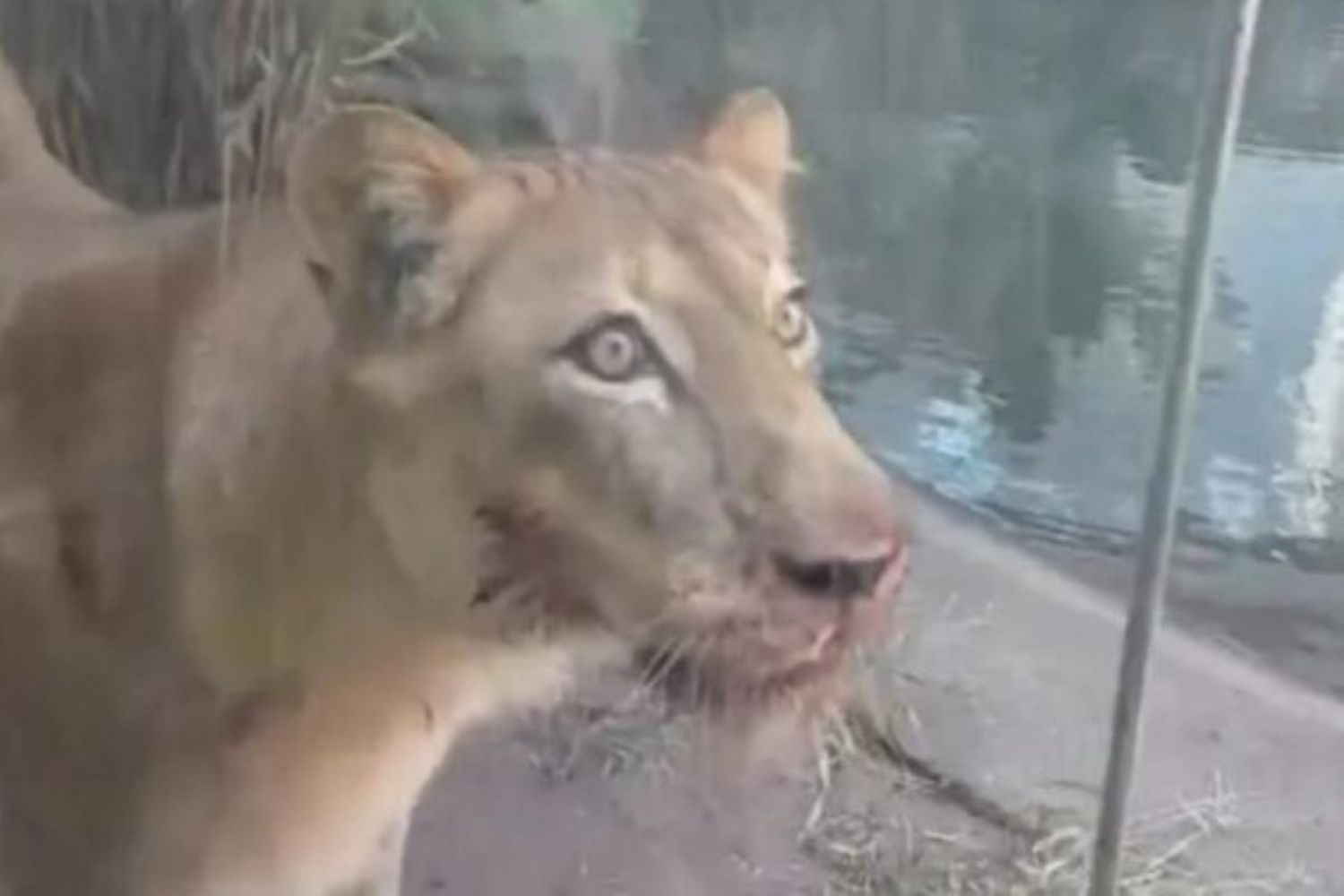 pb:-leoa-que-matou-jovem-de-19-anos-em-zoologico-nao-sera-sacrificada