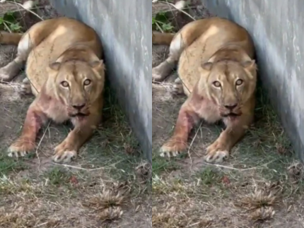 parque-onde-homem-morreu-ao-invadir-jaula-de-leoa-e-fechado-por-tempo-indeterminado