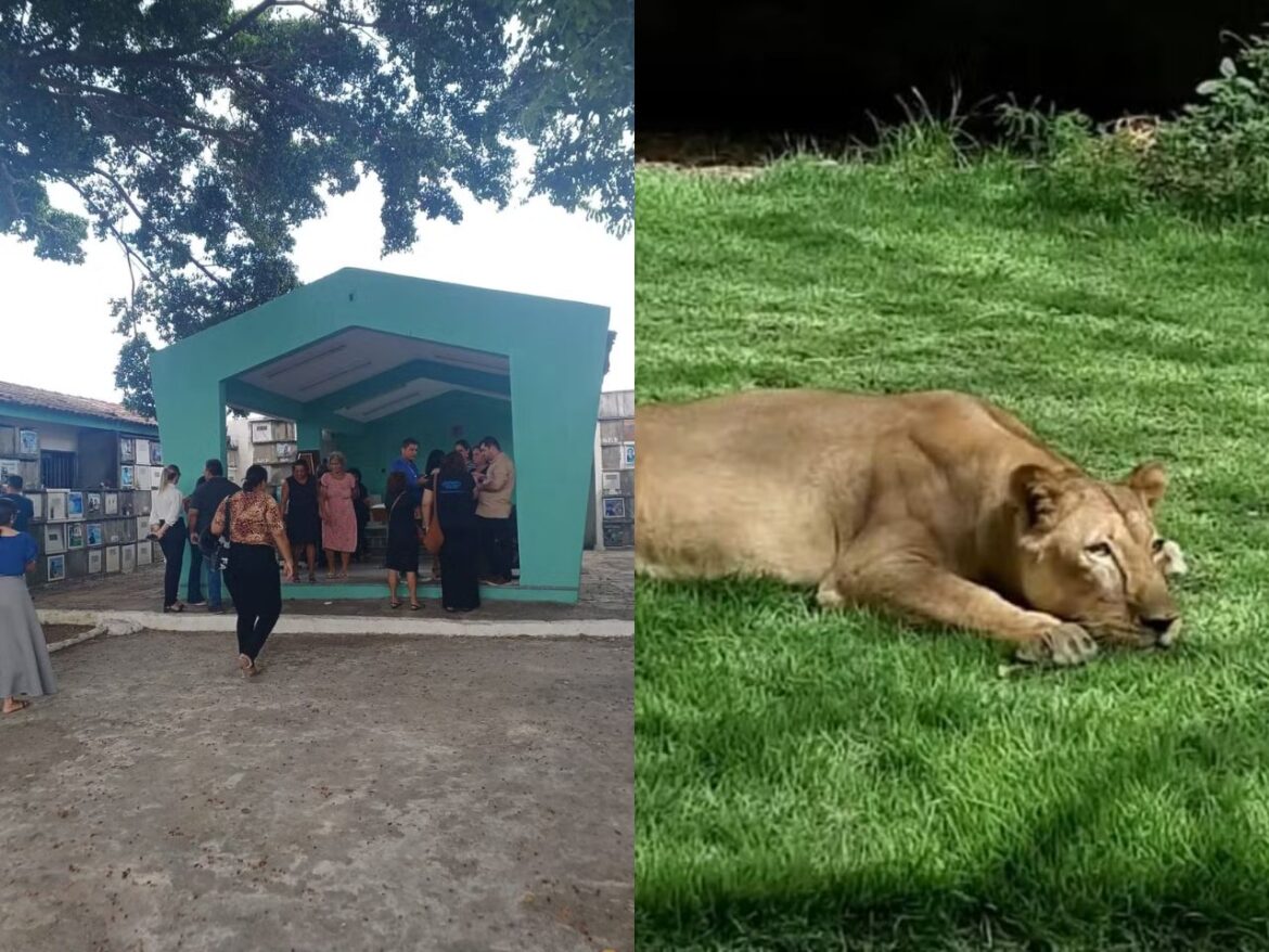 homem-que-invadiu-jaula-de-leoa-e-sepultado-na-paraiba