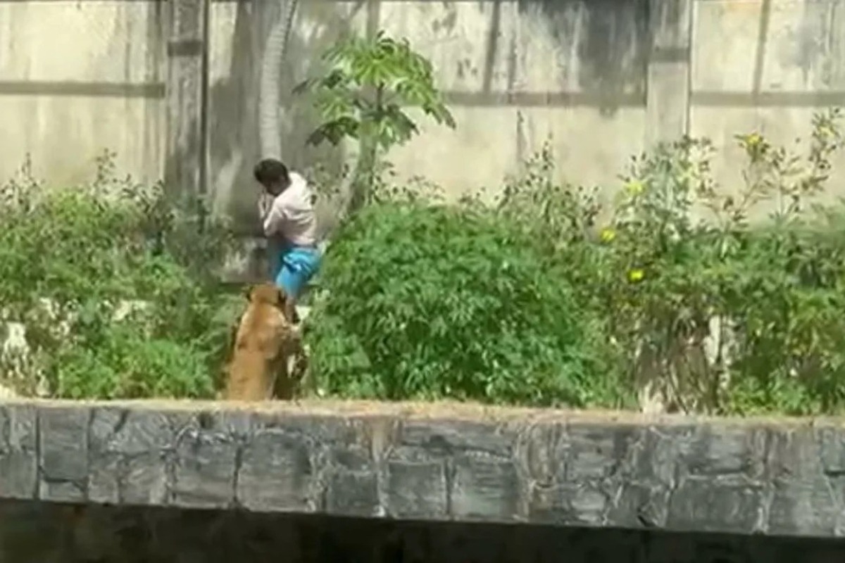 Policial penal relembra episódio inusitado de Vaqueirinho antes da tragédia na jaula da leoa; veja vídeo