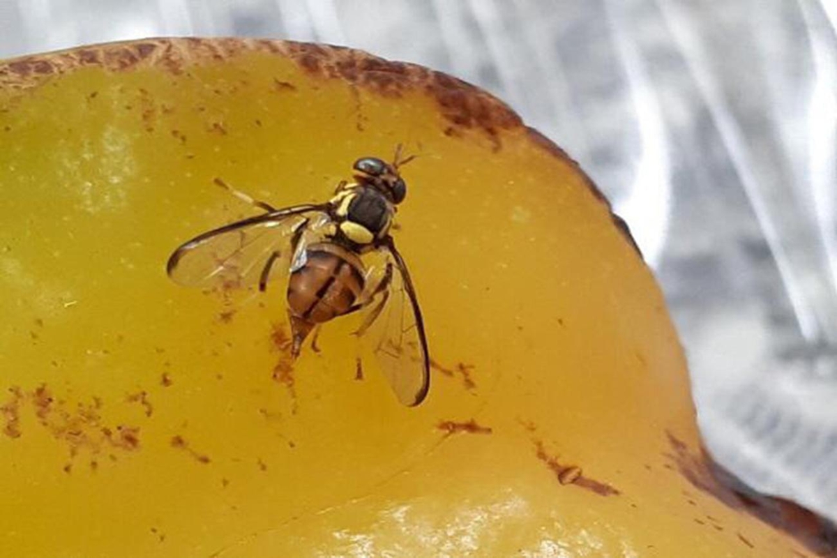 mosca-da-carambola:-praga-de-alto-risco-e-detectada-no-amazonas