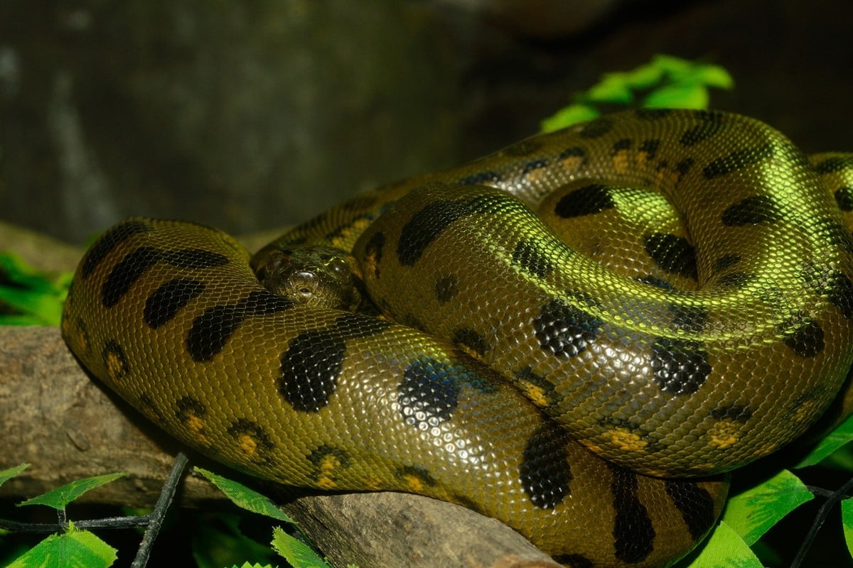 sucuris-tem-o-mesmo-tamanho-ha-12-milhoes-de-anos,-aponta-estudo