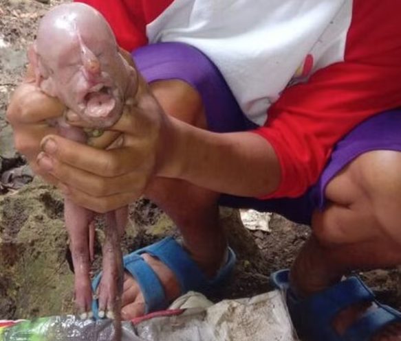 bizarro:-leitao-‘mutante’-nasce-com-rosto-de-bebe-humano