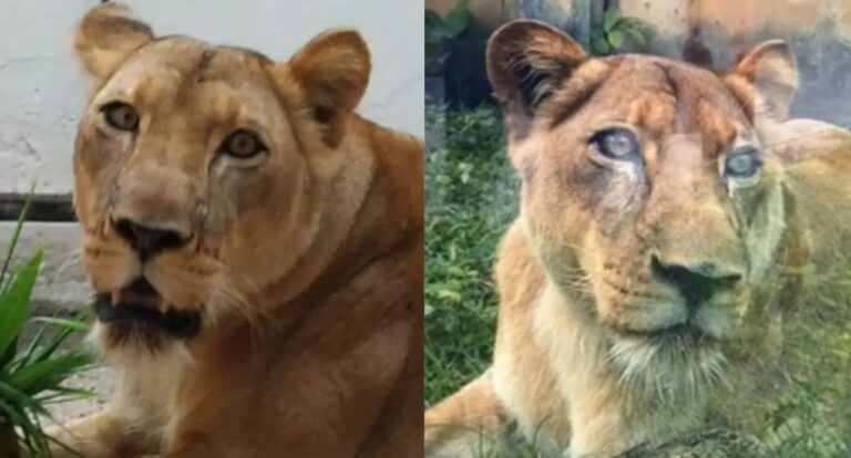 Zoológico segue fechado após Vaqueirinho ser morto por leoa