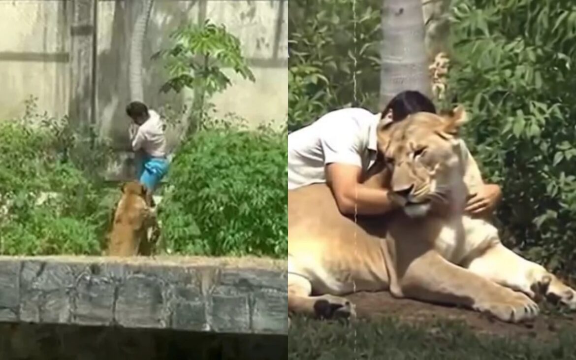 video-mostra-vaqueirinho-abracando-leoa-e-viraliza-nas-redes.-entenda