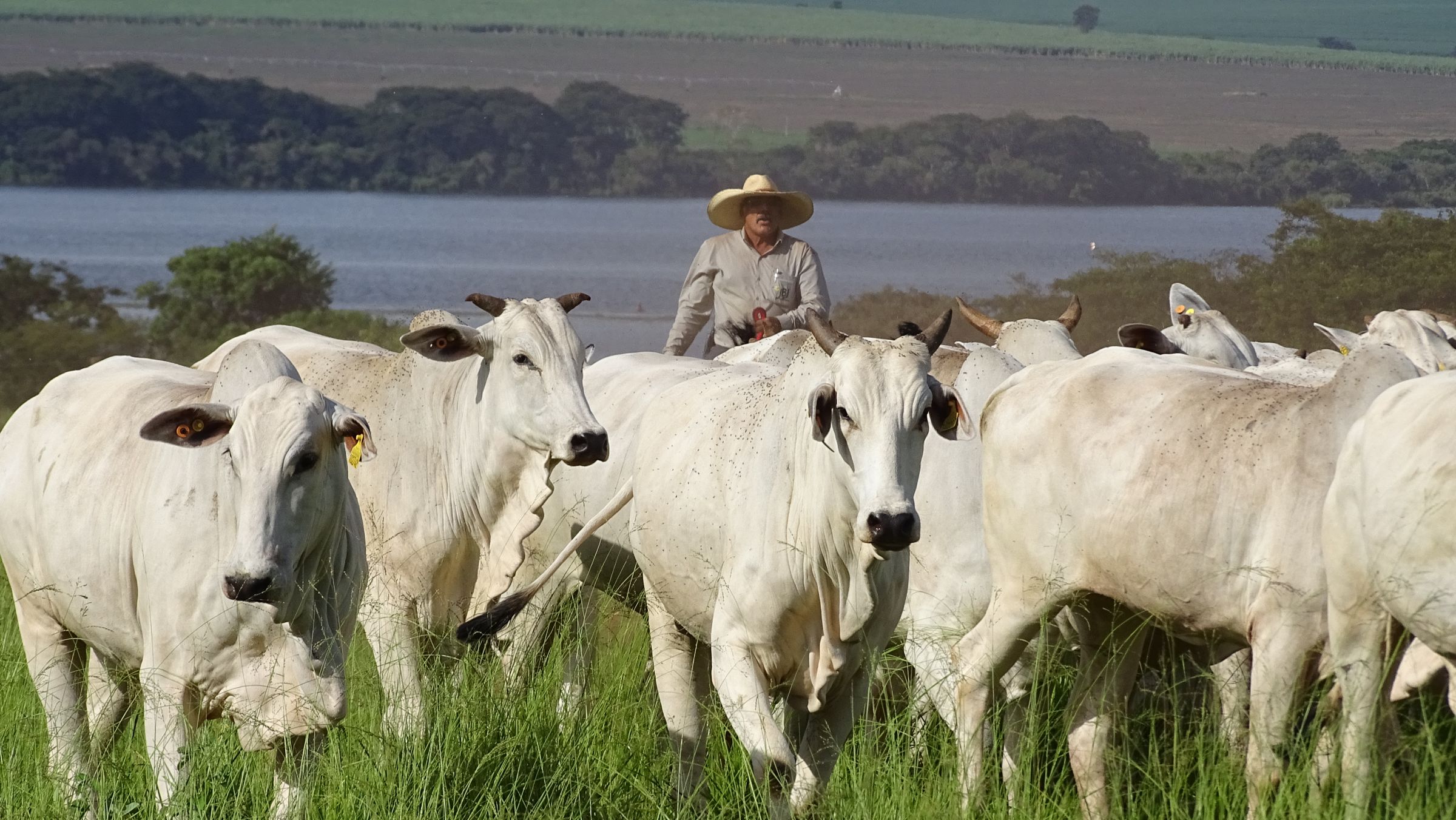 pecuaria-brasileira-pode-reduzir-ate-92,6%-de-emissoes-ate-2050