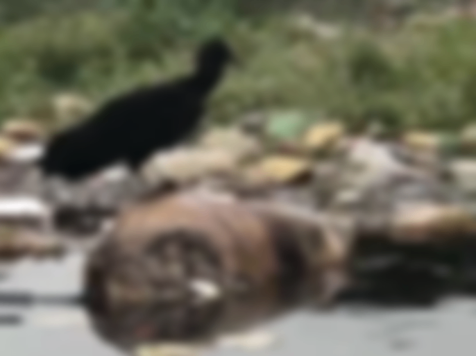 morte-misteriosa:-tronco-humano-e-encontrado-sendo-alvo-de-urubus-em-corrego