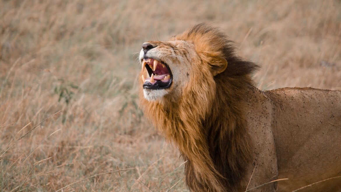 estudo:-rugidos-dos-leoes-podem-ser-unicos,-como-impressoes-digitais