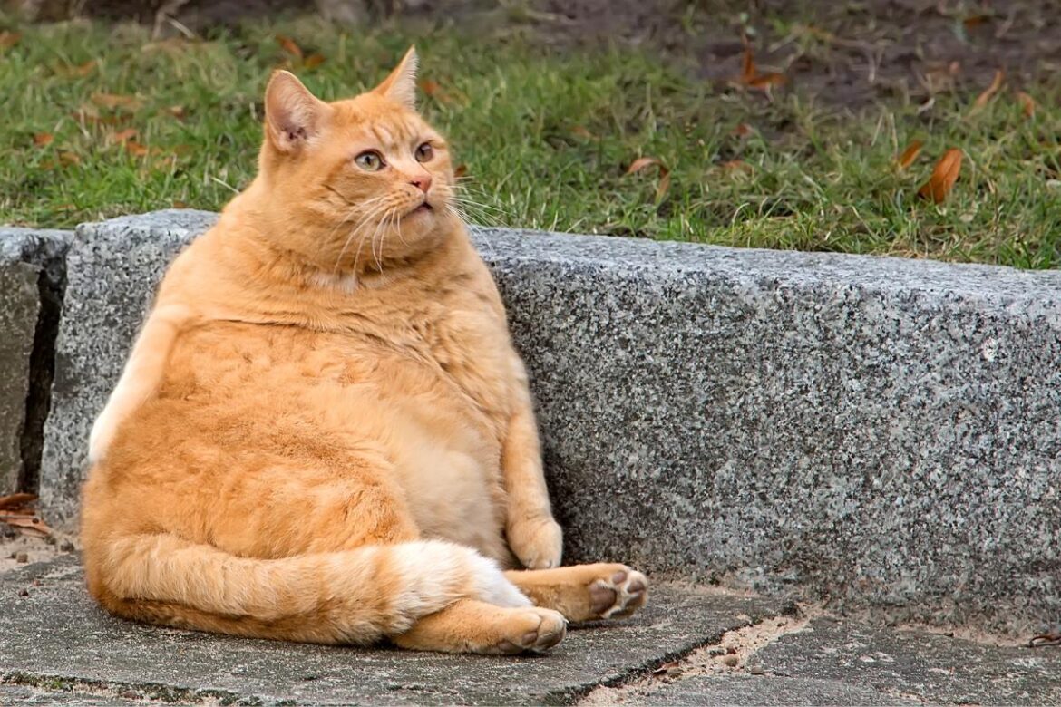 empresa-cria-“caneta-emagrecedora”-para-gatos-e-cachorros