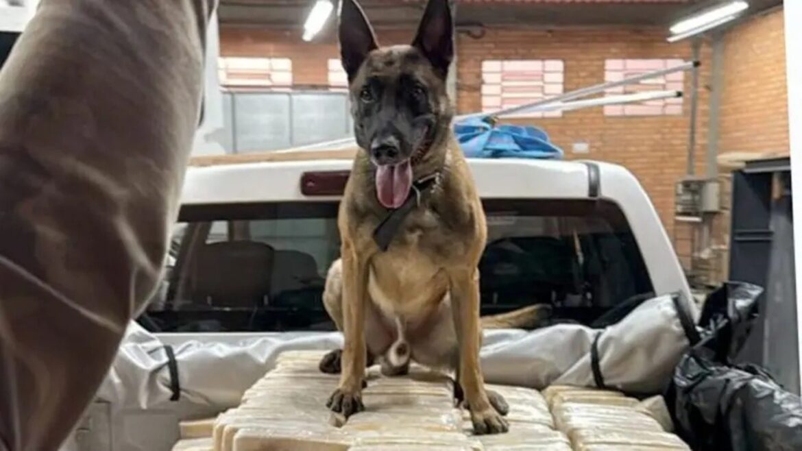 conheca-o-cachorro-que-ajudou-a-pf-a-derrubar-imperio-da-cocaina-em-sc