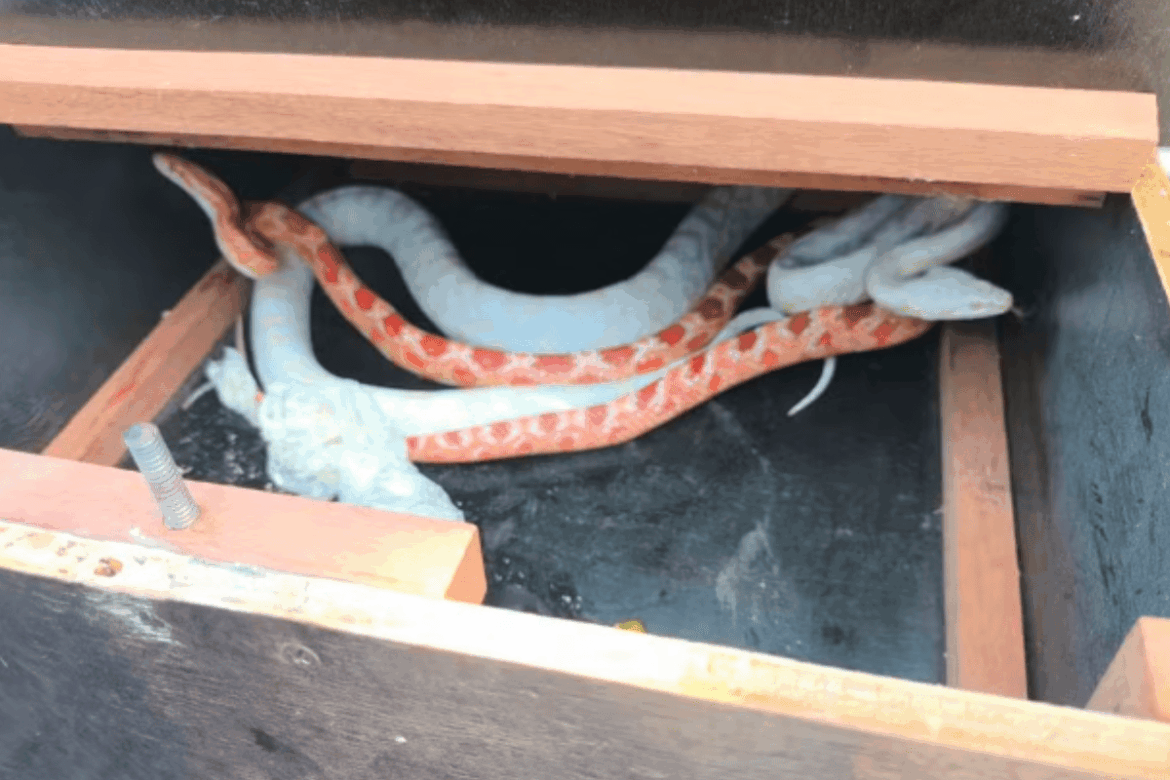 serpentes-exoticas-sao-encontradas-em-pacote-de-encomenda-dos-correios