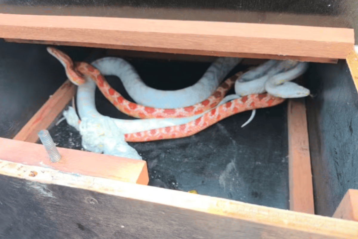 serpentes-exoticas-sao-encontradas-em-pacote-de-encomenda-dos-correios