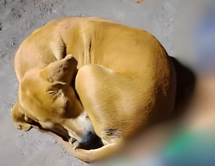 ciclista-morre-em-acidente-e-o-cachorro-dele-espera-resgate-ao-lado-do-corpo;-veja