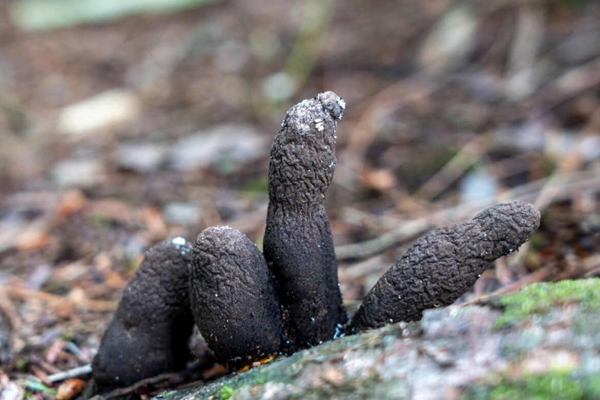 dedos-de-morto:-conheca-fungo-estranho-que-cresce-em-madeiras-podres