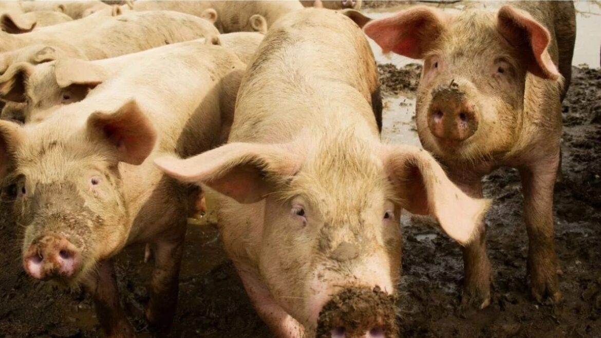 espanha-investiga-5-laboratorios-por-possivel-vazamento-de-peste-suina