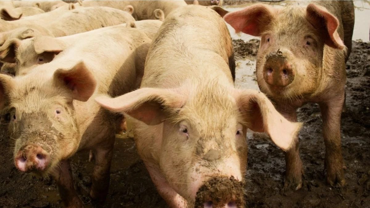 espanha-investiga-5-laboratorios-por-possivel-vazamento-de-peste-suina