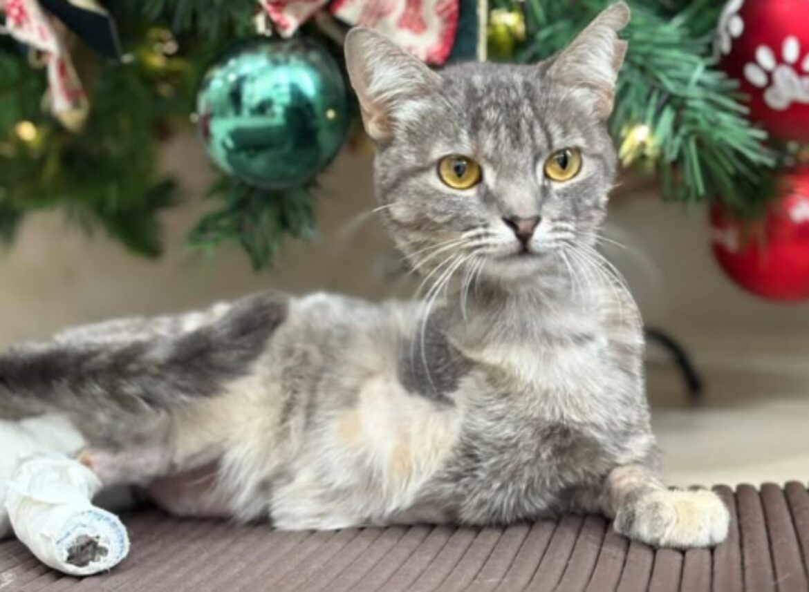 gatinha-luma-passa-por-quatro-cirurgias-e-voluntarios-pedem-ajuda