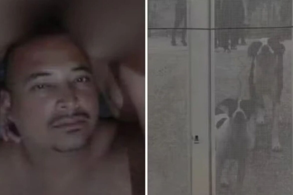 ambulante-morre-apos-ser-atacado-por-10-caes-dentro-de-chacara