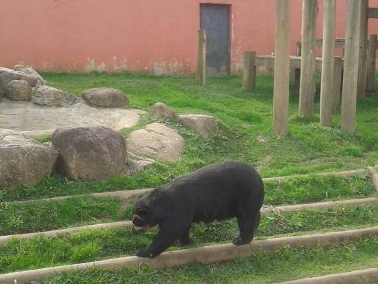 urso-ataca-tratador-apos-apresentacao-em-parque;-veja-video