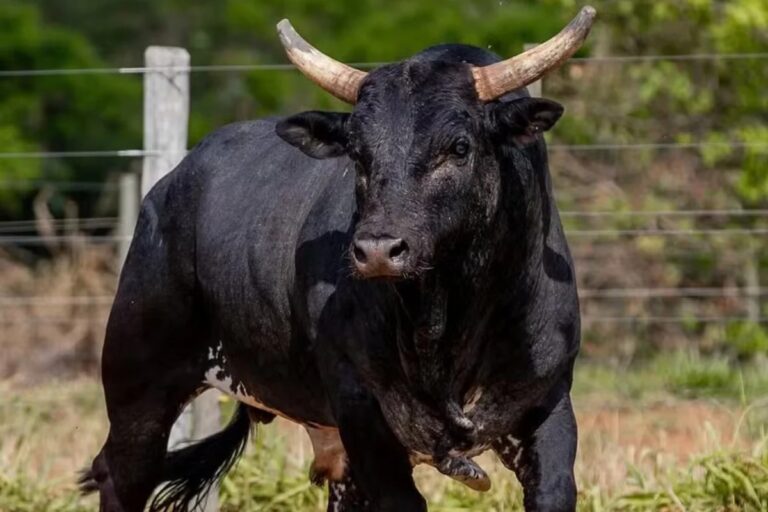 quadrilha-se-passa-por-policiais-civis-e-e-presa-ao-tentar-roubar-36-animais-em-fazenda