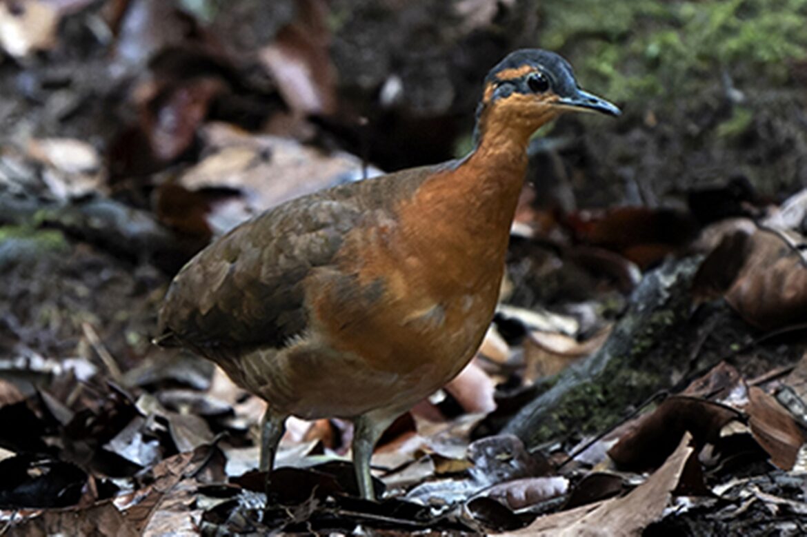 “quase-prima”-do-dodo:-conheca-nova-especie-de-ave-achada-na-amazonia