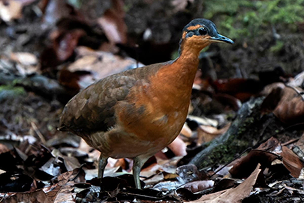“quase-prima”-do-dodo:-conheca-nova-especie-de-ave-achada-na-amazonia