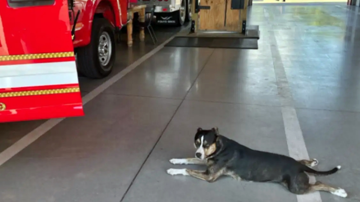 cadela-perdida-e-machucada-comove-bombeiros-ao-pedir-abrigo-em-quartel