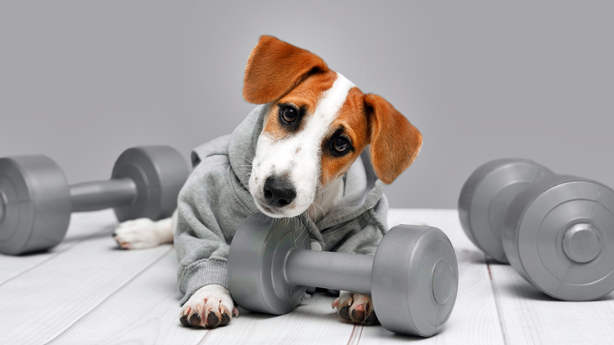 canetas-emagrecedoras:-obesidade-pet-comeca-no-comportamento-humano