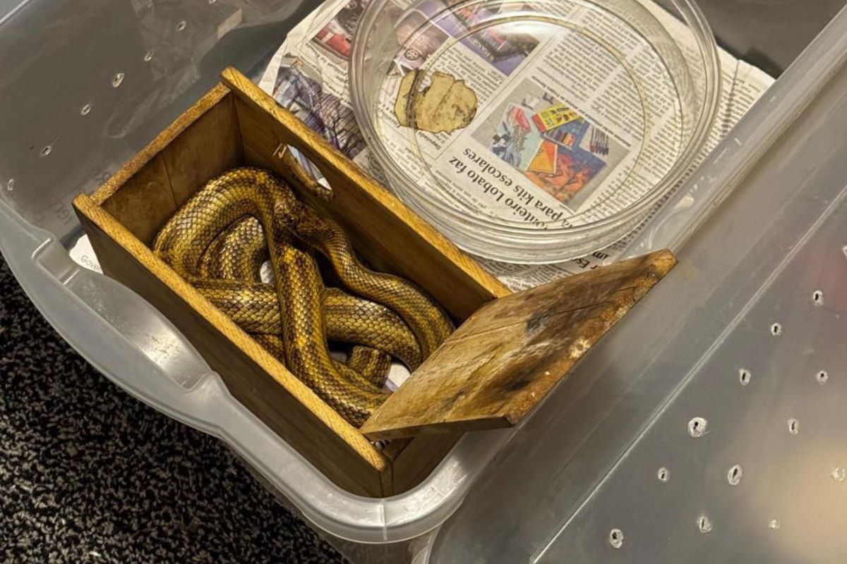 familia-e-multada-em-r$-15-mil-por-manter-quase-40-cobras-em-cativeiro