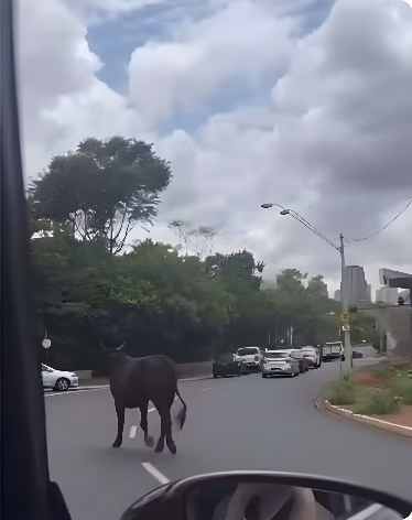 video:-touro-anda-pelas-ruas,-para-transito-em-grande-cidade-e-ganha-apelido-de-‘tourista’
